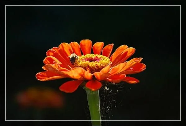 getImage