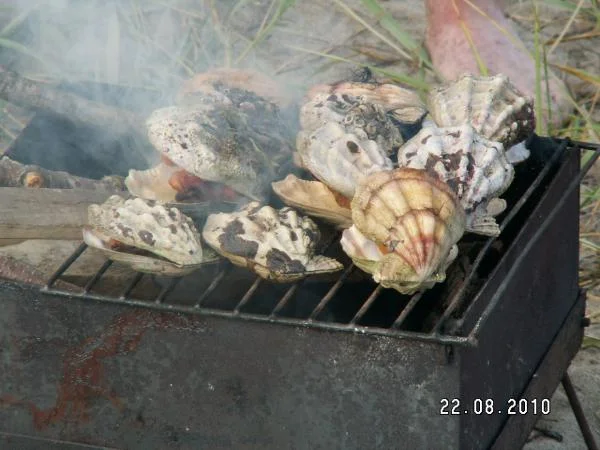 Гребешок Свифта