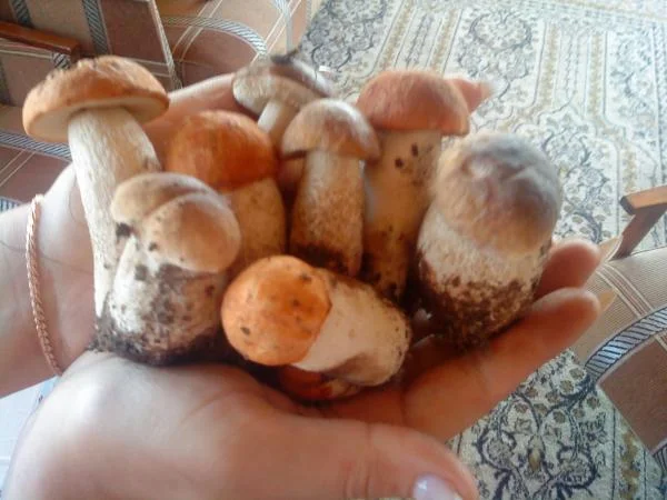 Грибочки...