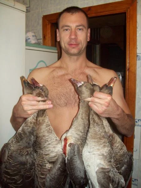 гуси