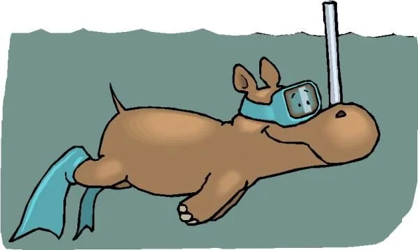 Hippopotamus a31