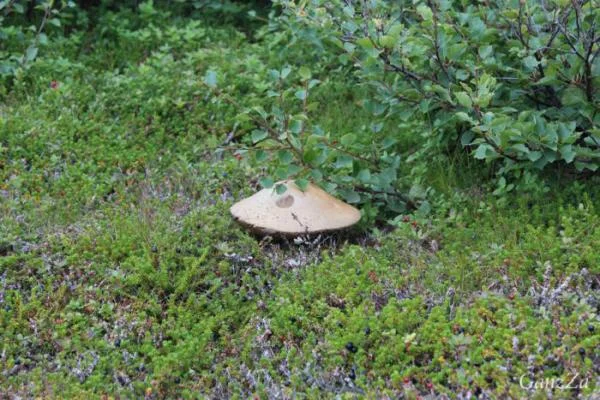 IMG 3715 700x467