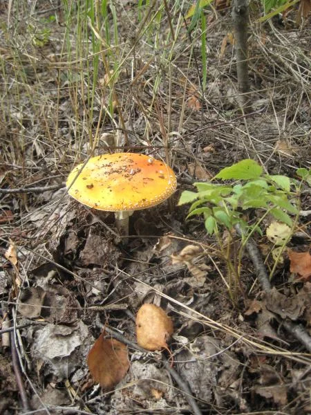 IMG 3737