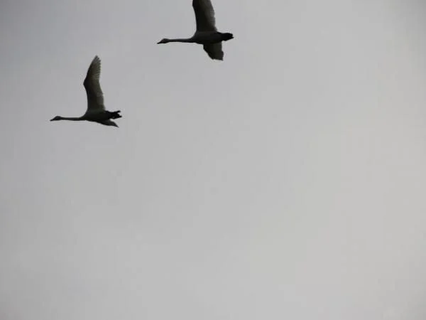 IMG 4153