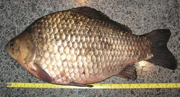 IMG karas 2750g
