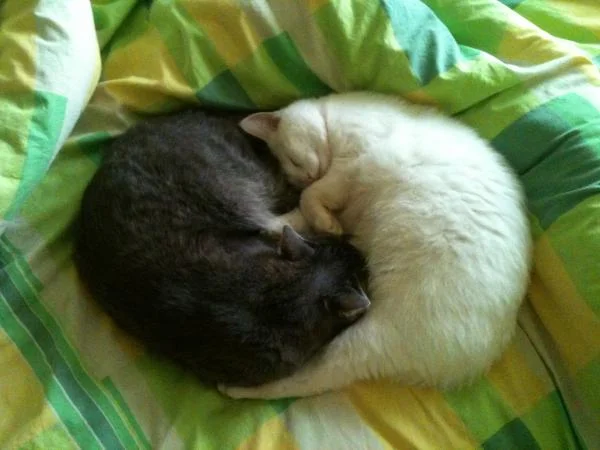 Инь и Янь (мои котэ)