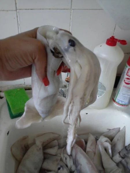 кальмар