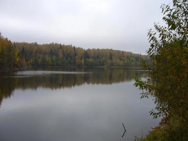 Карьер. Затопленный лес