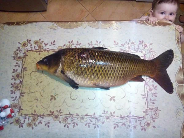 Карпишка