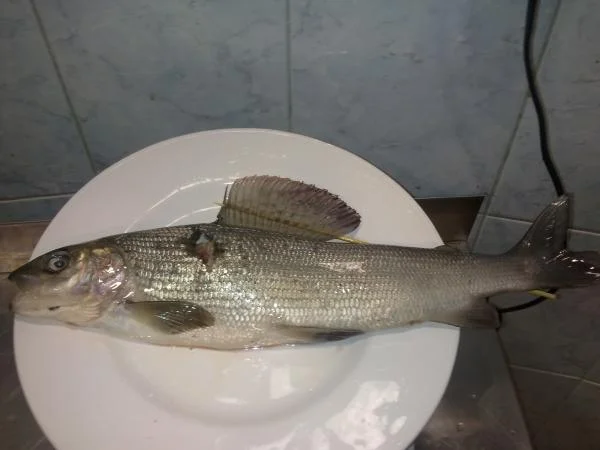 хариус