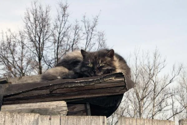 кот, мартовский.