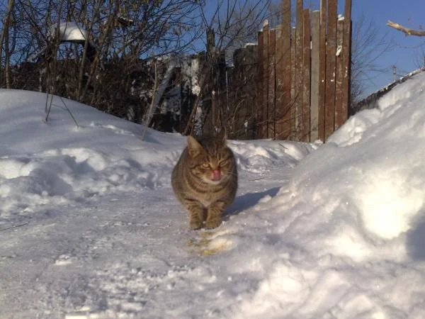 кот ест чипсы.