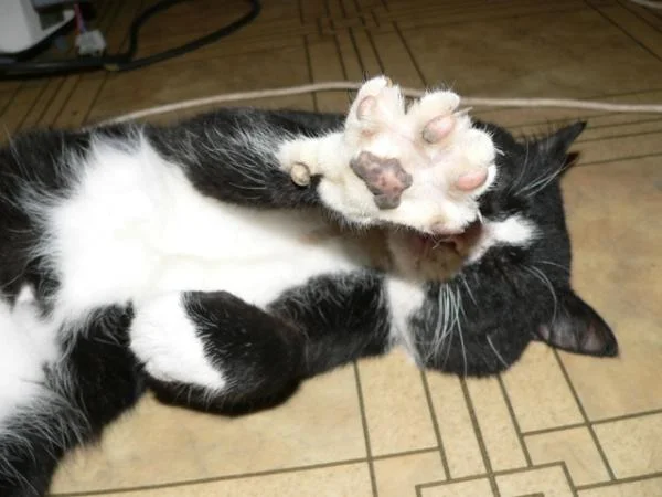 кота