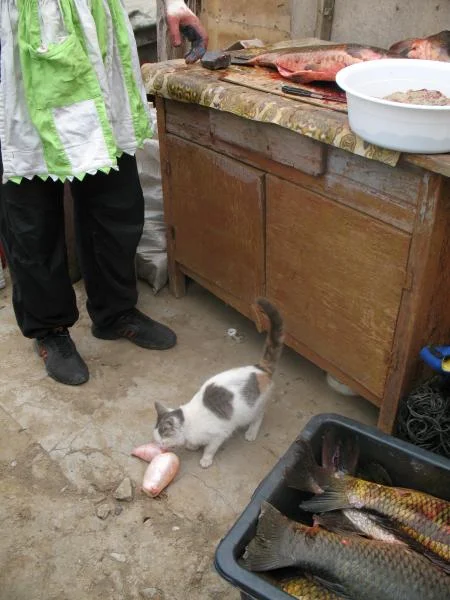 Котяра