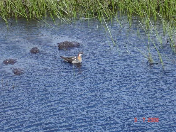 Кулик