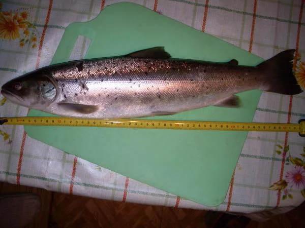 кумжа