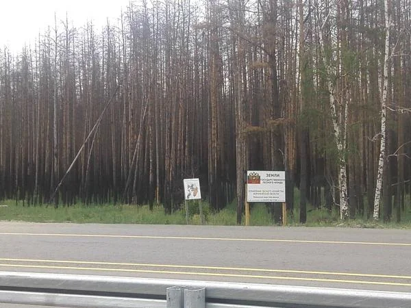 Лесничество Воронежа...