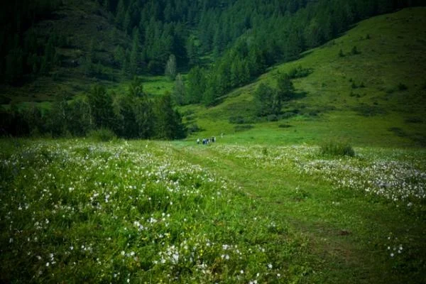 Луга горного Алтая