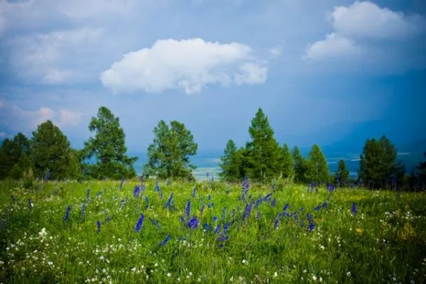 Луга горного Алтая