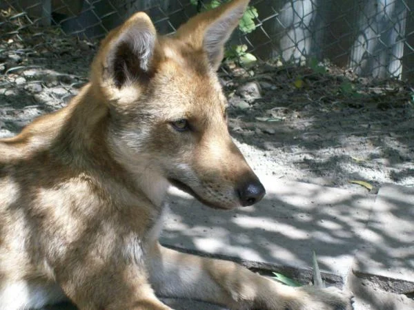 Майка(wolf)