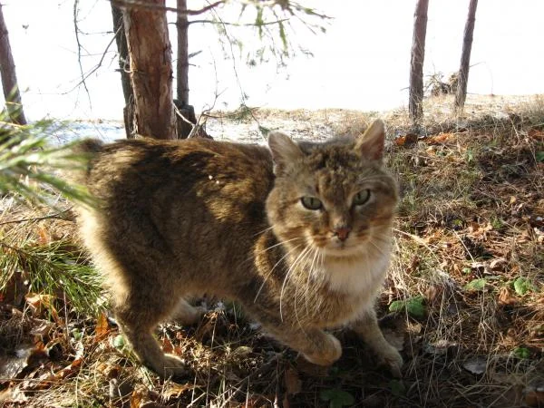 Март, кот (мартовский) Заволжье.