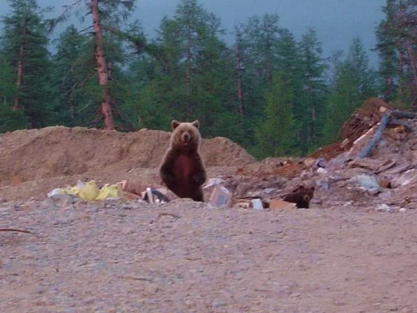 Медведь на свалке