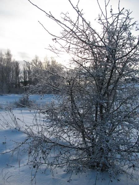 Мороз