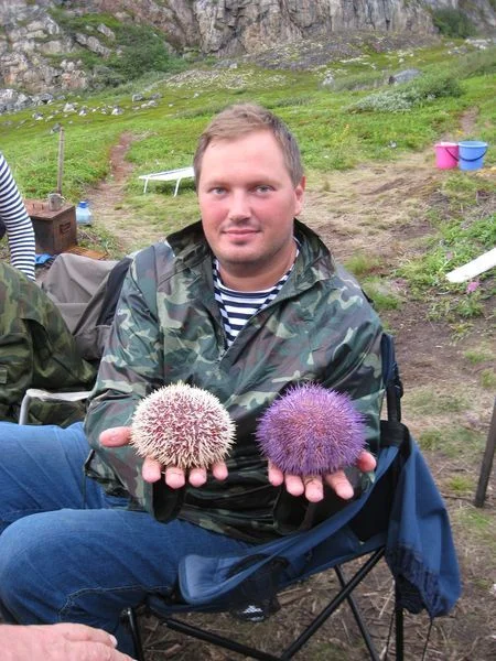 Морские ежи