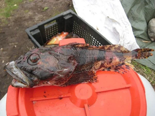 Морской чёрт
Ядовитая рыба, смертельно опасна...
Говорят её голова даёт неплохой навар в уху, но у нас было мало водки и пробовать не решились