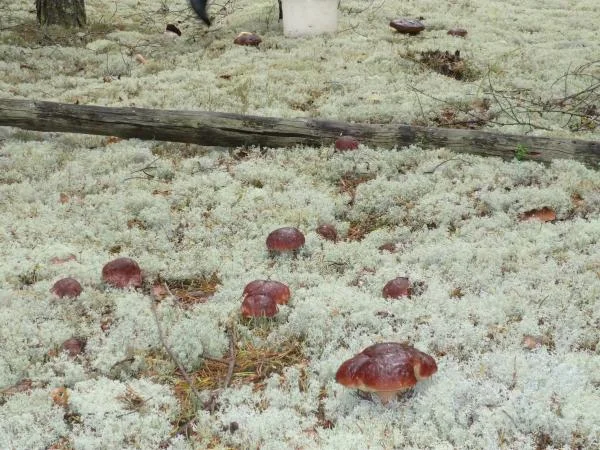 можно набрать хоть грузовик