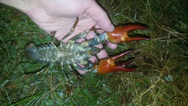 Мутант
