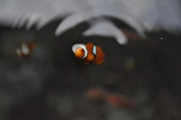 Нэмо