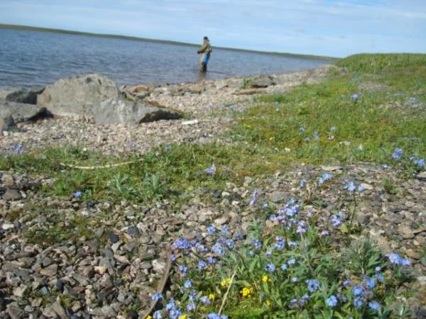 На берегу Карского моря