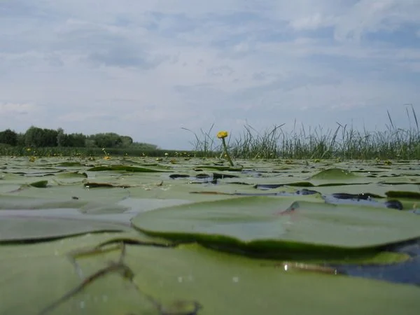 Однако заросло не проплыть