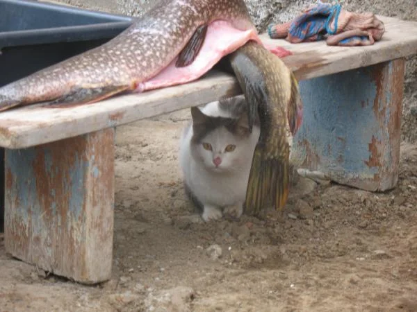 Охриневший котяра