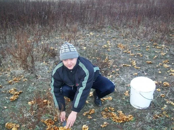 опята