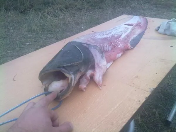 Остались от ко...