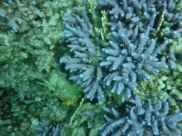 P1000618