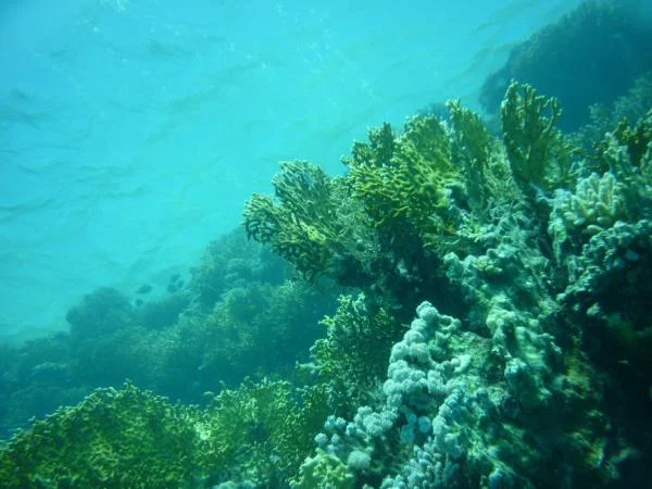 P1000633