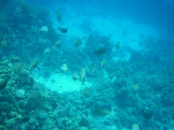 P1000659