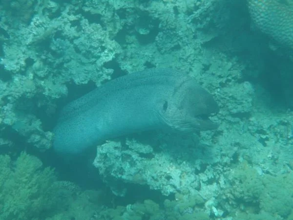 P2130101