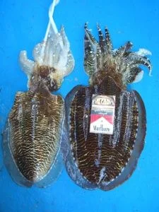 Парочка