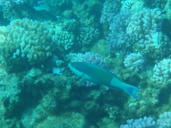 PC130555