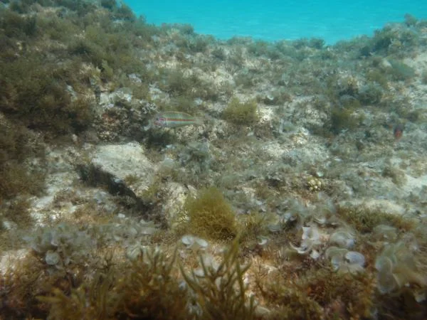 PC140767