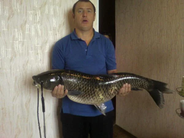 пгпг (1)