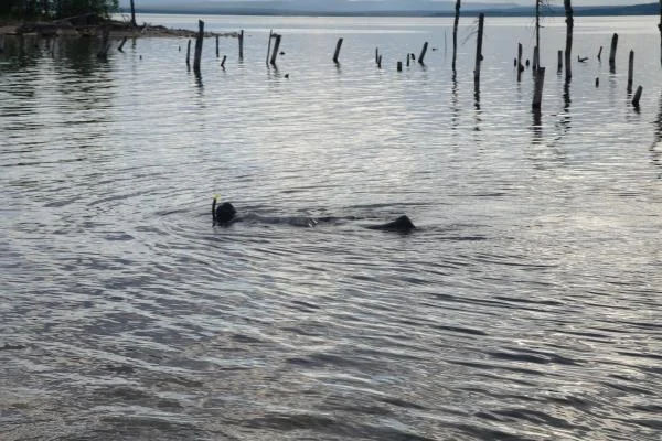 под водой лес))