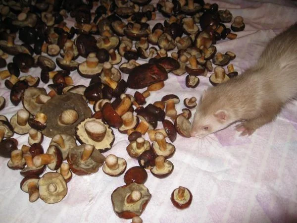 проверка на гнильцу...