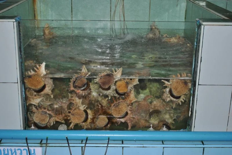 ракушечки