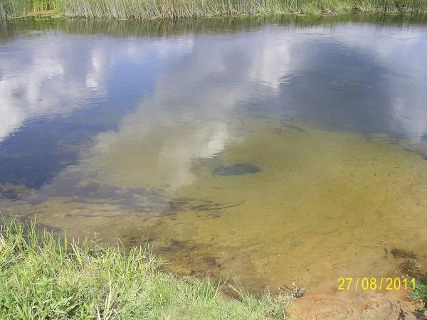 река в Кривце