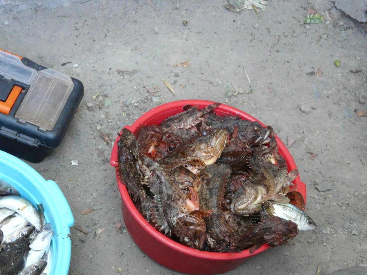 Рыпки
